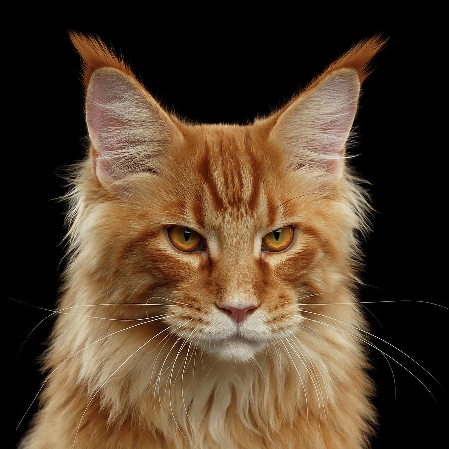 Red Maine Coon portrait