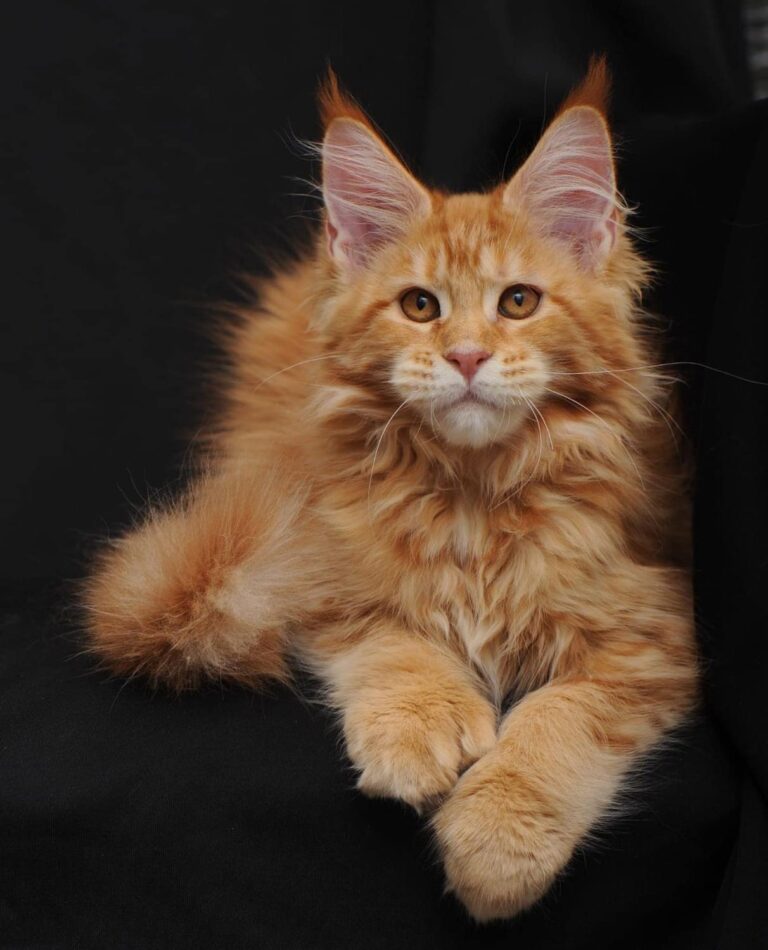 Red Maine Coon kitten resting