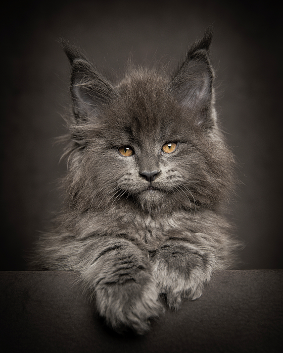 Blue smoke Maine Coon kitten