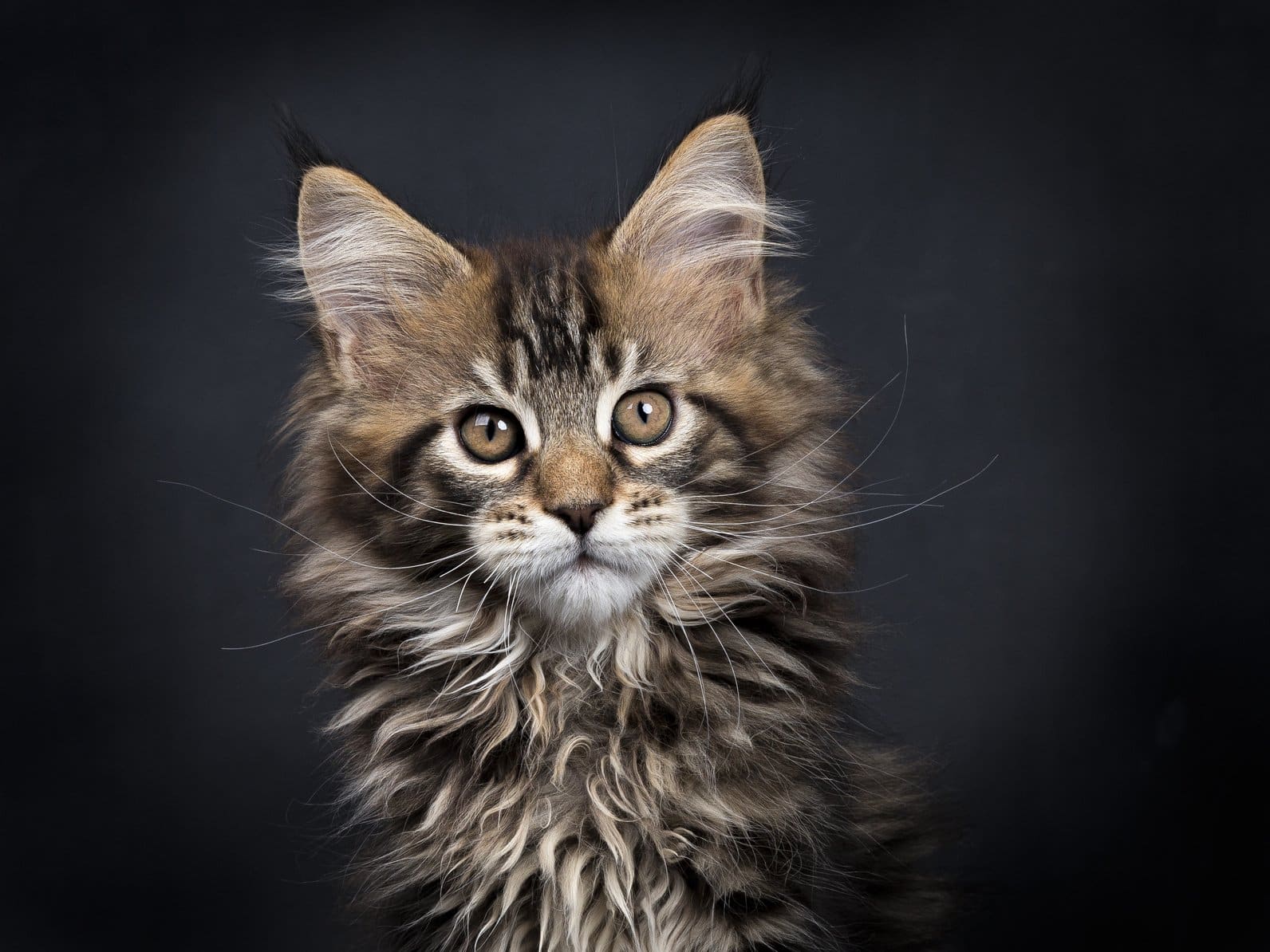 Brown tabby Maine Coon kitten