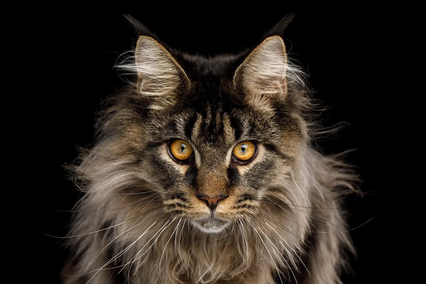 Majestic dark tabby Maine Coon with a thick mane and tall ear tufts, amber eyes staring straight into the camera, on black