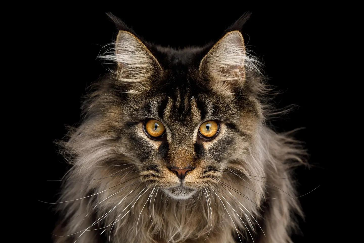 Maine Coon portrait with amber eyes